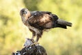Partridge eagle Royalty Free Stock Photo